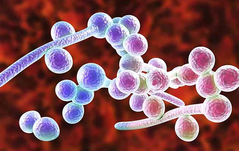 nấm candida